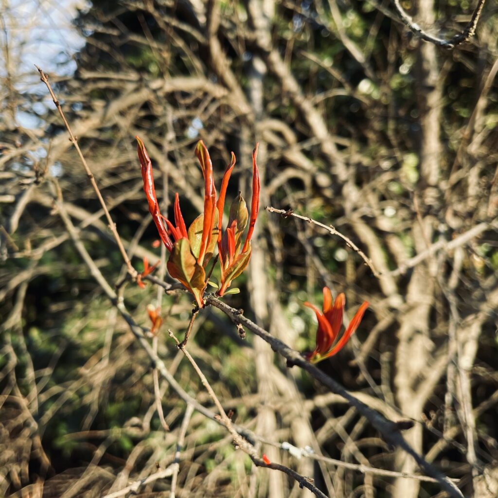 A photo of the spring blooms of a pomegranate tree.