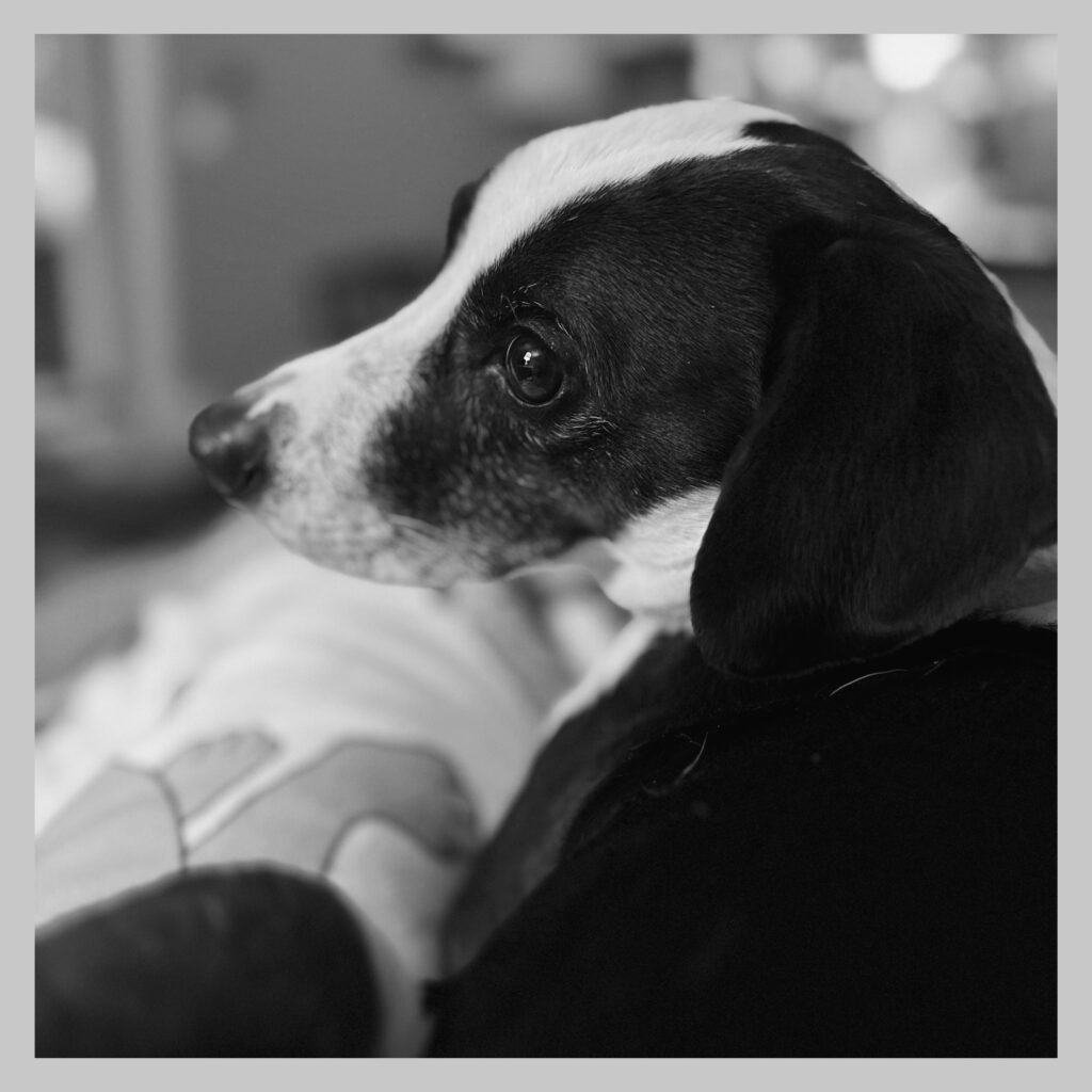 Dog on my laptop, photographed in black and white, looking very gentle and sweet.