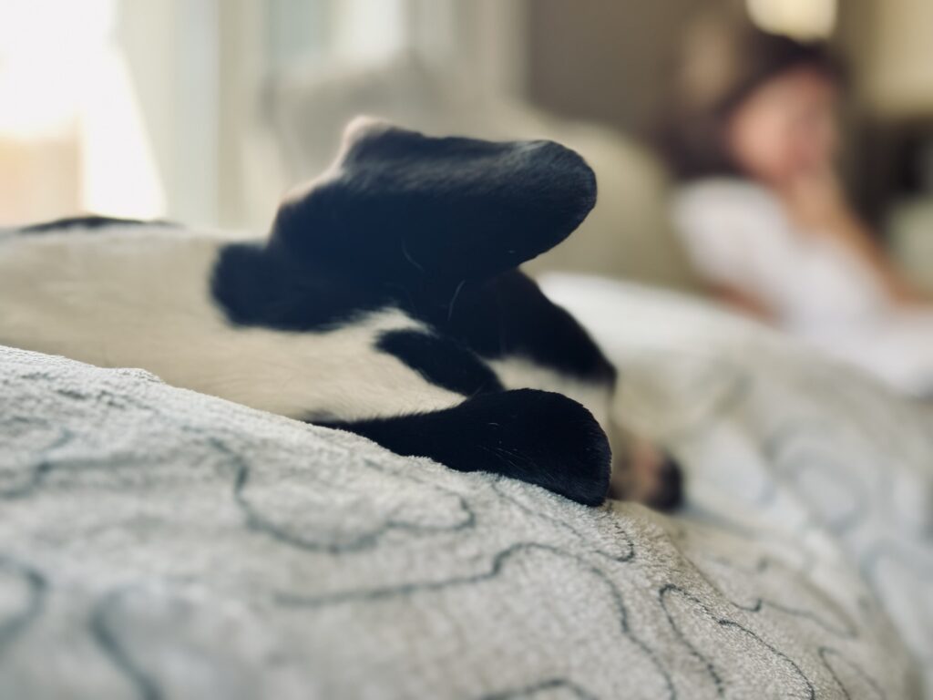 My dog’s ears viewed from the top.
